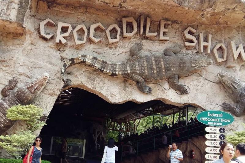 Crocodile show