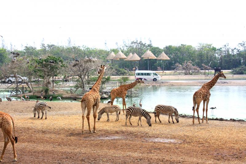 Safari World & Marine Park with Lunch, Bangkok