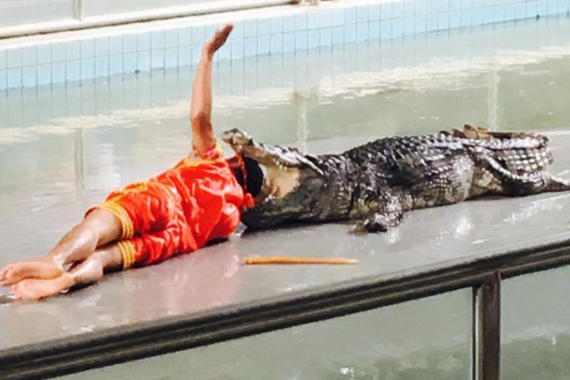 Crocodile Show