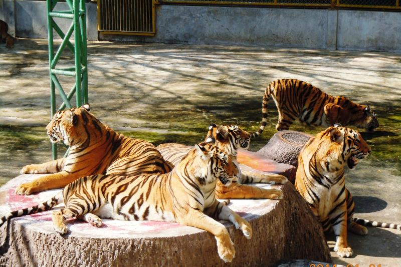 Tiger Cubs at Sri Racha Tiger Zoo Pattaya